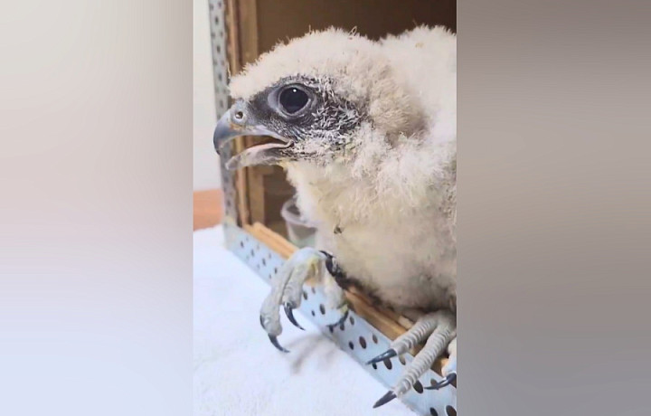 Тула передала десять редких птенцов балобанов в заповедник в Алтайском крае