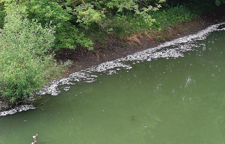 Туляки пожаловались на массовую гибель рыбы на Щекинском водохранилище