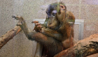 Тульский макак Министр может стать самой старой обезьяной своего вида