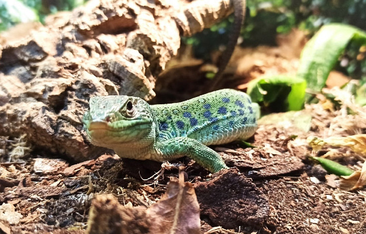 В Тульском экзотариуме появились мускусная черепаха, гладкая киникса, жемчужная ящерица и муравьи-жнецы