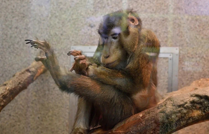 Тульский макак Министр может стать самой старой обезьяной своего вида
