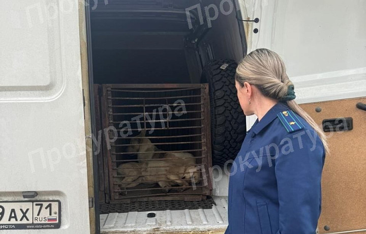 В Новомосковске бездомные собаки покусали детей: организована проверка
