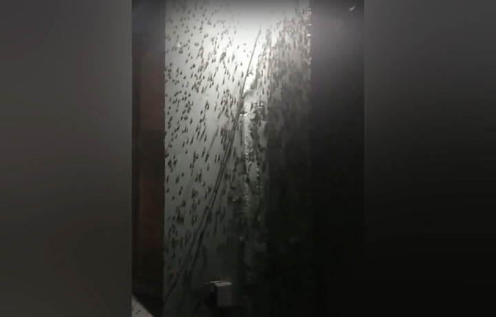 В Чернском районе пожаловались на нашествие луговых мотыльков на частные дома