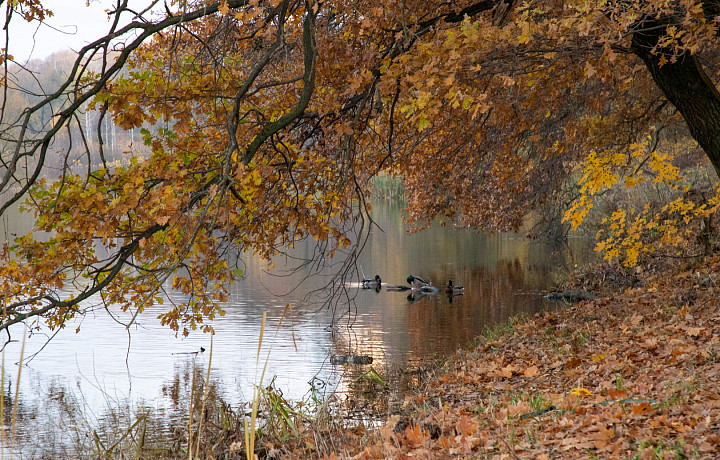 Дождливая погода ожидается в Туле и области в пятницу, 10 октября