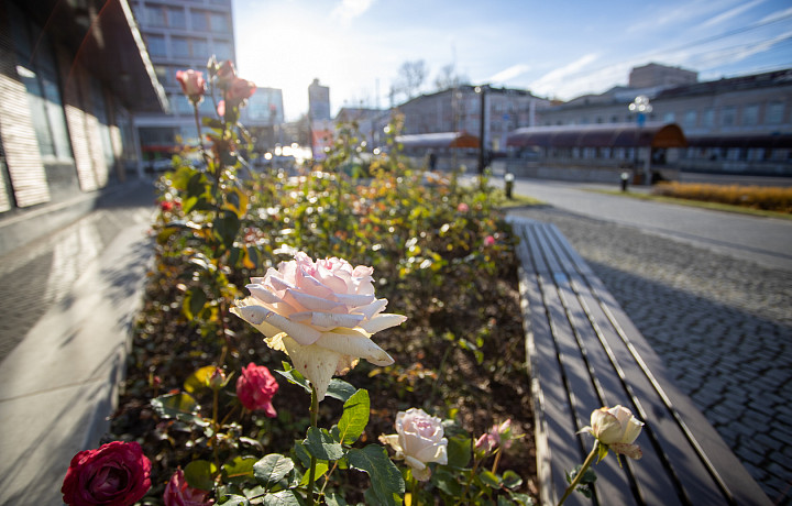 В Туле на проспекте Ленина высадят цветы и деревья за девять миллионов рублей