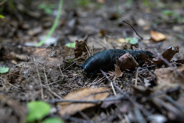 Фоторепортаж из Тесницого леса: как выглядит расстрельный полигон под Тулой
