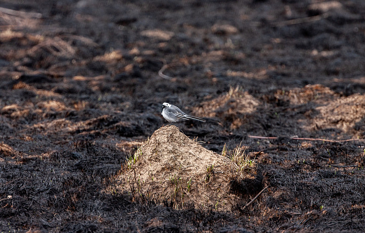В Тульской области 242 нарушителя оштрафованы за палы сухой травы