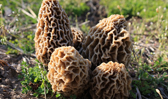 Весенний сезон 2023: какие грибы вырастут в Тульской области