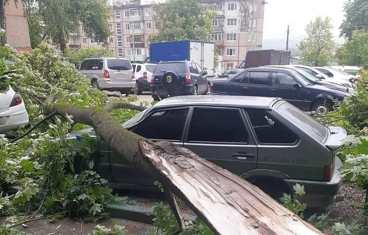 На улице Приупской в Туле дерево упало на автомобили