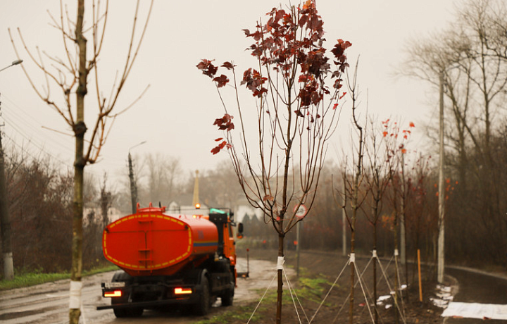 В Туле в 2025 году в рамках озеленения высадили более пяти тысяч саженцев