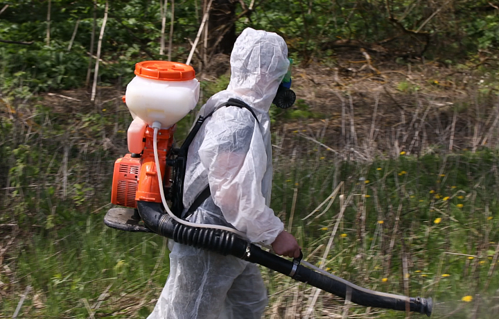 В Зареченском округе в Туле от борщевика обработают 153 гектара