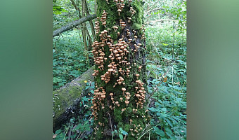 Грибники рассказали о большом урожае опят в тульских лесах