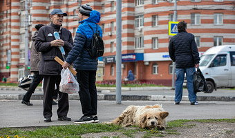 Три судьбы одного пса: сколько стоит жизнь бездомной собаки в Тульской области