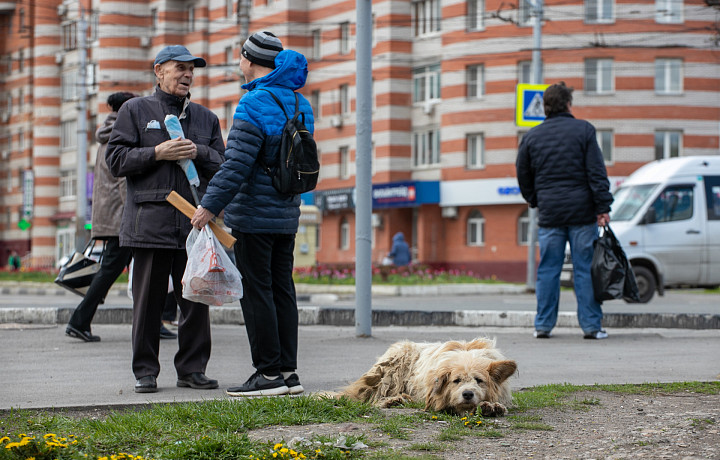 Три судьбы одного пса: сколько стоит жизнь бездомной собаки в Тульской области