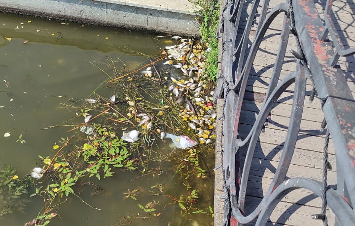 Жители Богородицка сообщили о массовой гибели карася в местном пруду