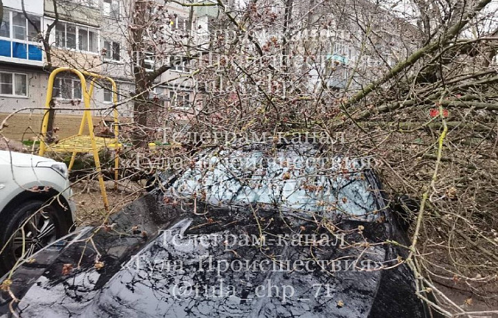 Дерево рухнуло на иномарку во дворе жилого дома в Туле