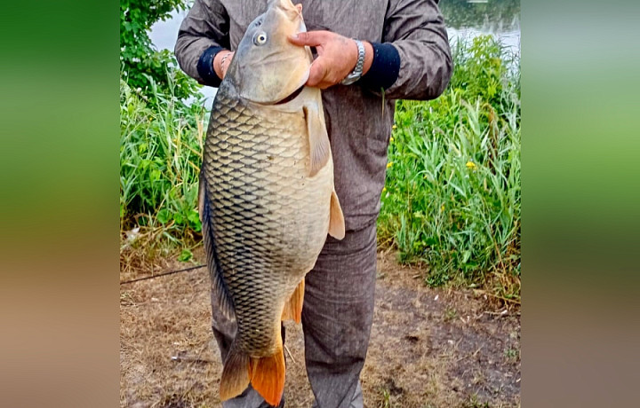 На тульском водоеме выловили рыбу весом 12 килограммов