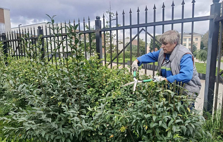 В Туле высадят более 200 тысяч тюльпанов в октябре