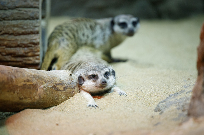 «Сурикаты агрессивно относятся к чужакам»: стоит ли заводить таких питомцев в доме