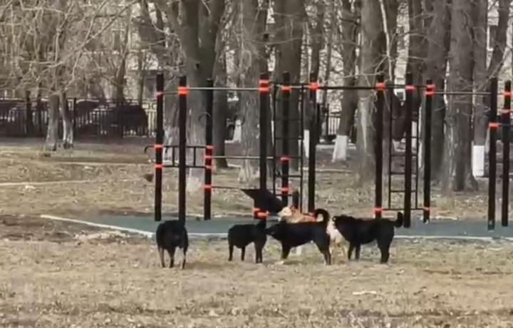 Стая бродячих собак оккупировала территорию возле школы в Новомосковске