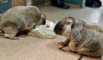 Тульские сурки дали прогноз на весну