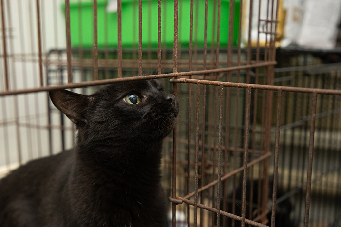 Вестники неудачи или пушистые милашки: тульские черные кошки ищут своих хозяев