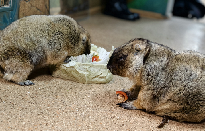 Тульские сурки дали прогноз на весну