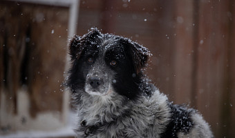 В России предложили увеличить штрафы для собачников