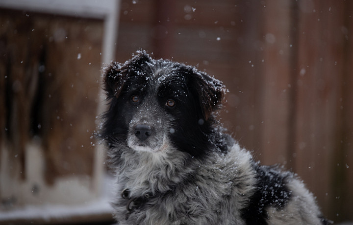 В России предложили увеличить штрафы для собачников