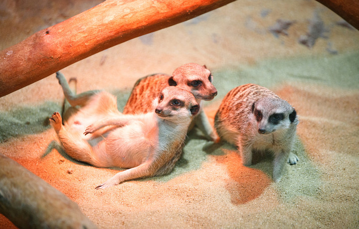 «Сурикаты агрессивно относятся к чужакам»: стоит ли заводить таких питомцев в доме