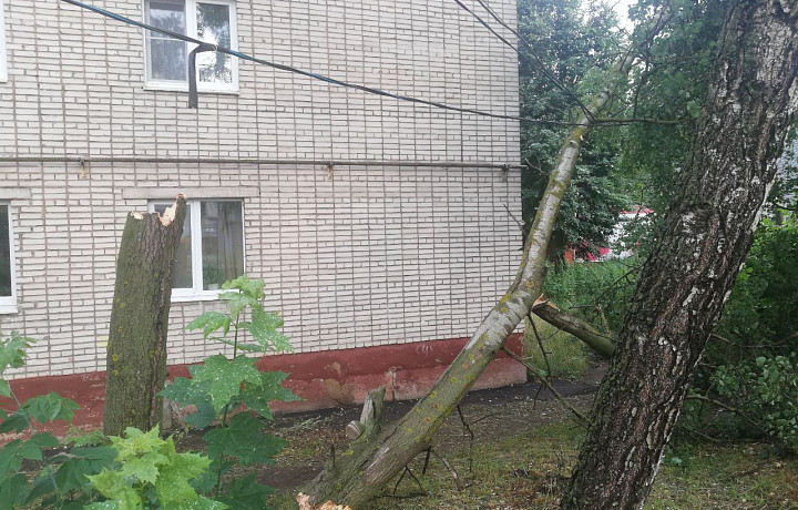 Из-за грозы в Щекине сломалось дерево