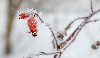 Облачно и -4 градуса: синоптик Ильин рассказал тулякам о погоде в предстоящие выходные
