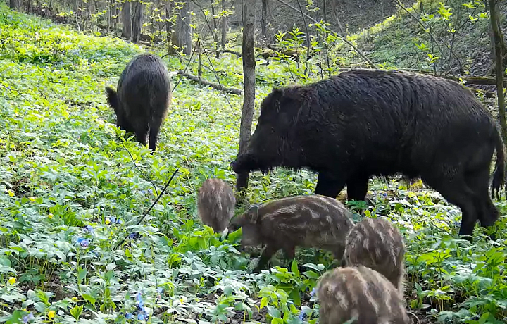Медведь, волк, кабан: где в Тульской области можно встретить диких животных и что делать в случае опасности