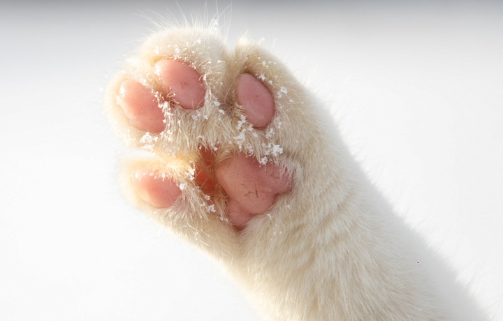 Безопасно ли делать процедуру мягкие лапки для кошек — ТСН 24