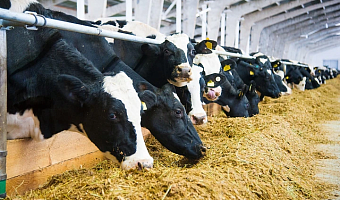 Владелец ЛПХ в Тульской области не осуществил учет крупного рогатого скота