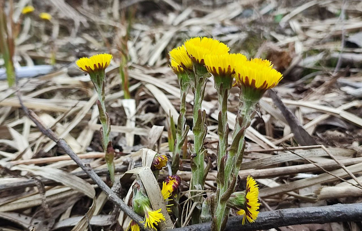 В Рогожинском парке Тулы зацвела мать-и-мачеха