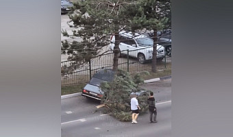 В Туле водитель «ВАЗа» снёс дерево, расколов его пополам