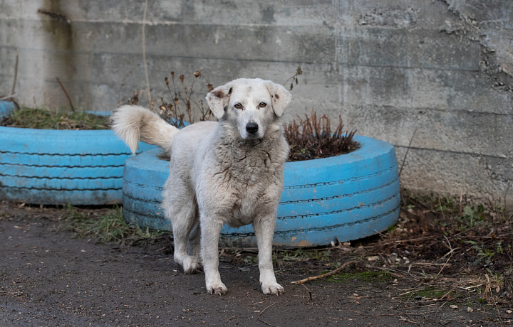Жители Новомосковска пожаловались на массовое отравление собак во дворах