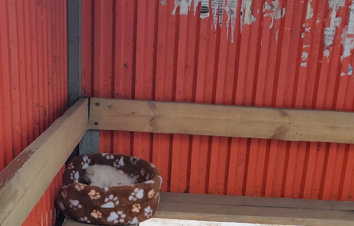 Оставленный на остановке в Тульской области щенок замерз насмерть