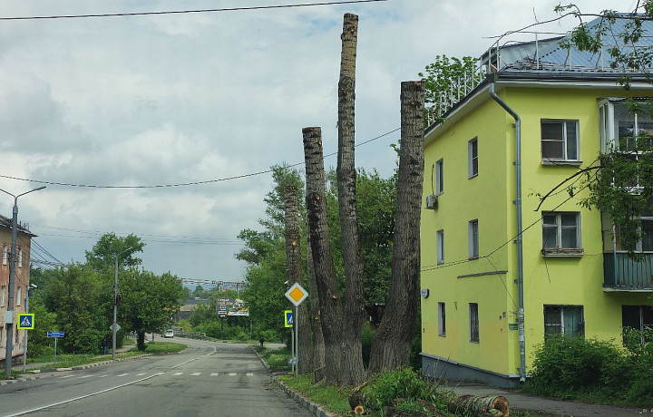 Туляки пожаловались на трехэтажные пни тополей на улице Болдина