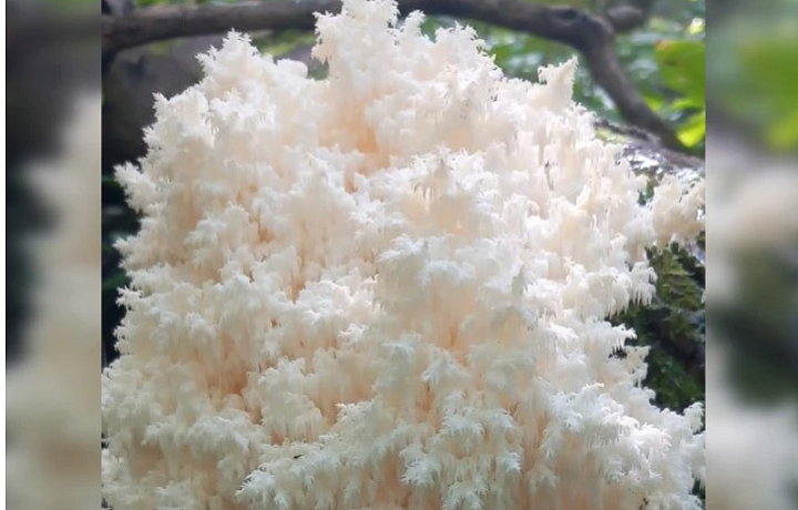 Срезал гриб – сел на скамью подсудимых. Какие грибы запрещено собирать в российских лесах