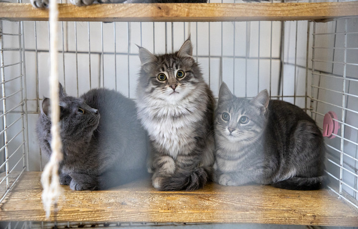 Как выбрать питомца в Интернете – четыре совета от тульского ветеринара