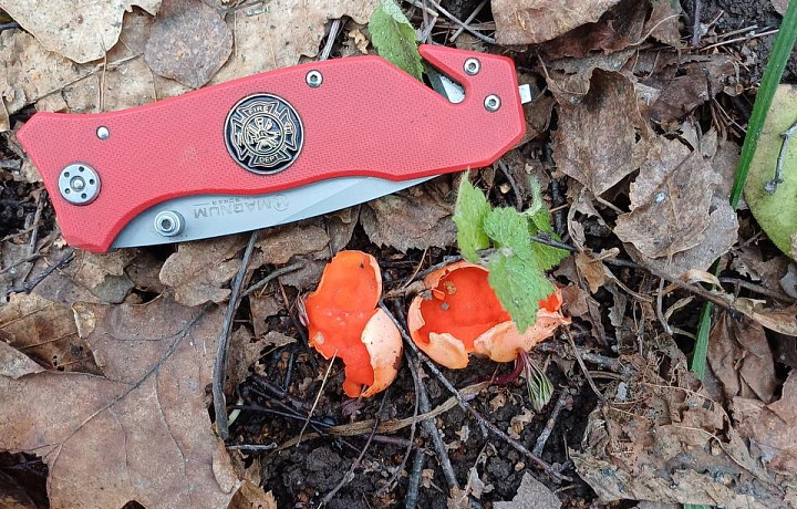 Туляки нашли в лесу первые весенние грибы