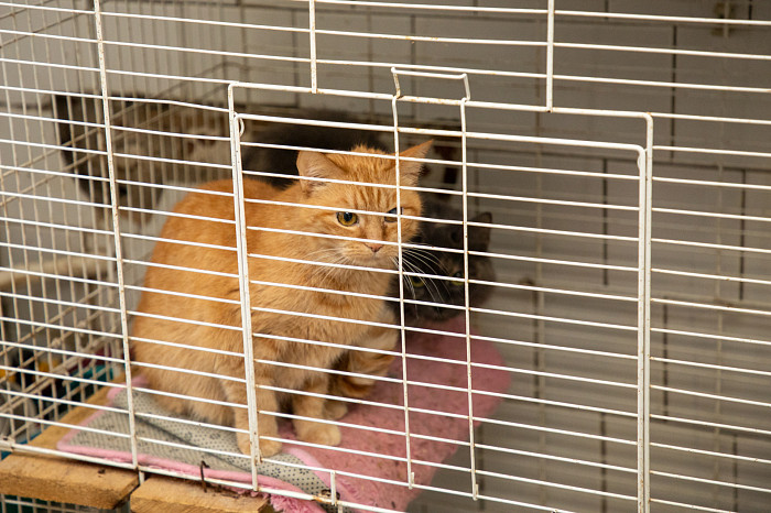 Вестники неудачи или пушистые милашки: тульские черные кошки ищут своих хозяев