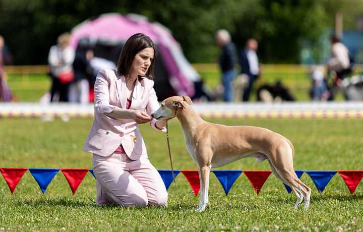 ﻿В Тульской области создадут условия для туристов с домашними питомцами