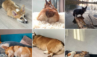 Милые мордашки или маленькие хитрюги? Какие корги на самом деле – вся правда об этой породе собак от владельцев