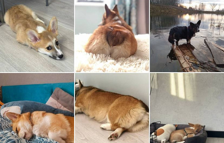 Милые мордашки или маленькие хитрюги? Какие корги на самом деле – вся правда об этой породе собак от владельцев