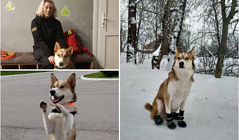 Пёс-спасатель из Донского помог найти пожилую женщину, лежавшую в снегу