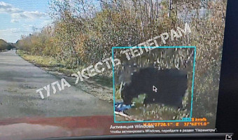 В Ясногорском районе Тульской области водитель заметил на дороге медведя - быль или сказка?