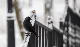 После арктического вторжения в центральные регионы России снова придет потепление